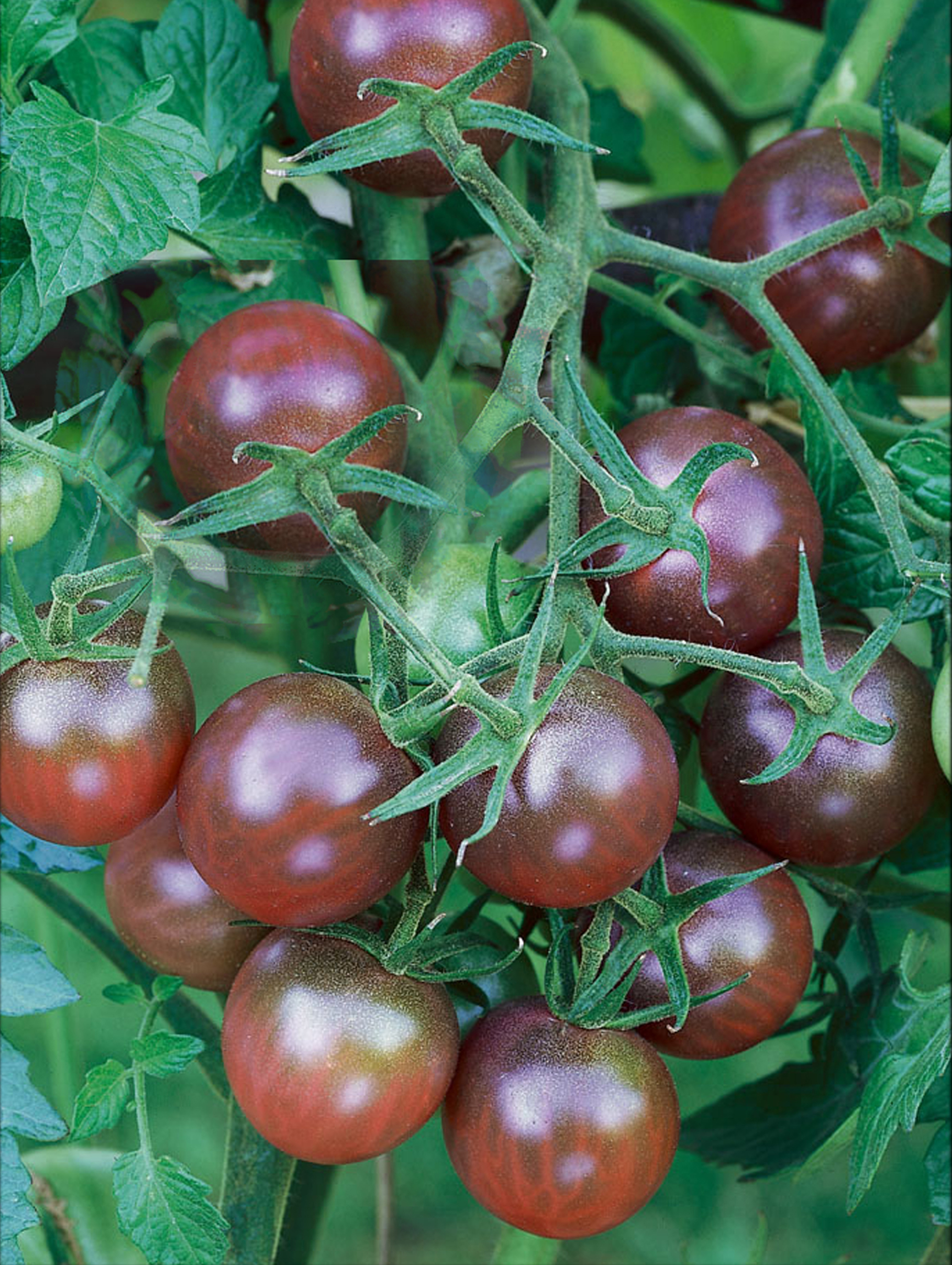 Tomate Black Cherry